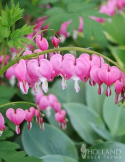 Menu Exclusive Shady Mystery Box -Holland Bulb Farms 79248 shade mystery box 6