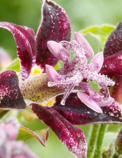 Menu Exclusive Shady Mystery Box -Holland Bulb Farms 79248 shade mystery box 7