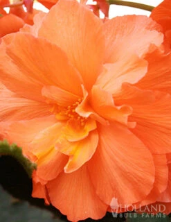 Menu Exclusive Shady Mystery Box -Holland Bulb Farms 79248 shade mystery box 8