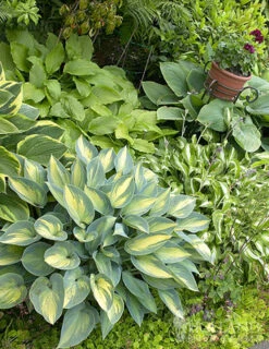 Menu Exclusive Shady Mystery Box -Holland Bulb Farms 79248 shade mystery box 9