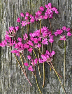 Menu Tickled Pink Collection -Holland Bulb Farms 81100 ostrowskianum allium 2