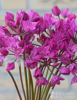 Menu Tickled Pink Collection -Holland Bulb Farms 81100 ostrowskianum allium 3