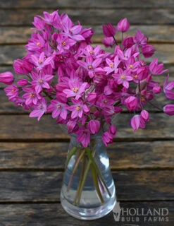 Menu Tickled Pink Collection -Holland Bulb Farms 81100 ostrowskianum allium 5