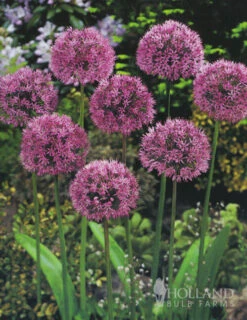 Menu Beautiful Mix Of Allium Collection -Holland Bulb Farms 81105 allium collection 3