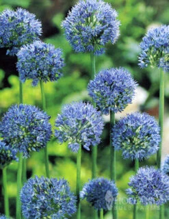 Menu Beautiful Mix Of Allium Collection -Holland Bulb Farms 81105 allium collection 4