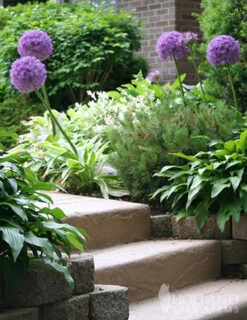 Menu Regal Gold Duo Collection -Holland Bulb Farms 81111 2