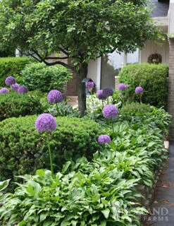 Menu Colossal Allium Collection -Holland Bulb Farms 81111 3 1