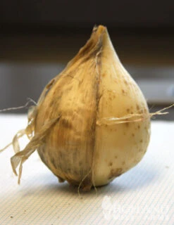 Menu Colossal Allium Collection -Holland Bulb Farms 81111 4 1