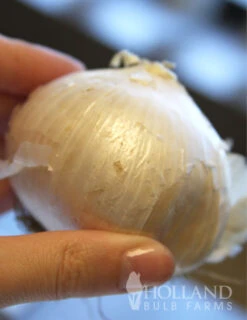 Menu Colossal Allium Collection -Holland Bulb Farms 81114 mount everest allium 2 1