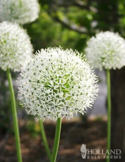 Menu Beautiful Mix Of Allium Collection -Holland Bulb Farms 81114 mount everest allium 3