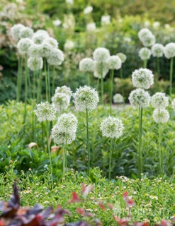 Menu Colossal Allium Collection -Holland Bulb Farms 81114 mount everest allium 6