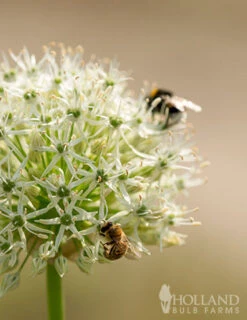 Menu Colossal Allium Collection -Holland Bulb Farms 81114 mount everest allium 8