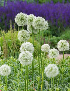 Menu Colossal Allium Collection -Holland Bulb Farms 81114 mount everest allium 9 1