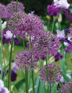 Menu Beautiful Mix Of Allium Collection -Holland Bulb Farms 81115 flowering onion 1