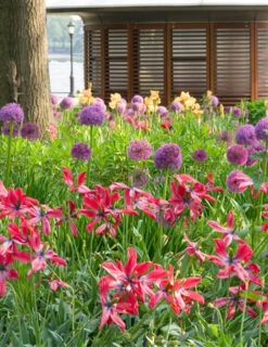 Menu Deer Resistant Spring Blooming Garden -Holland Bulb Farms 81115 flowering onion 2