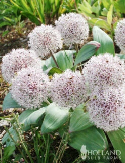 Menu Beginner Allium Collection -Holland Bulb Farms 81118 ivory queen allium 3 1