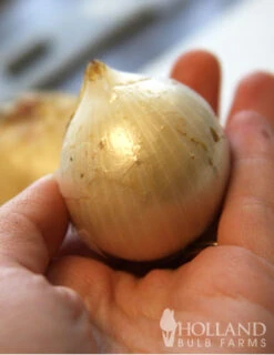 Menu Beginner Allium Collection -Holland Bulb Farms 81118 ivory queen allium 4 1