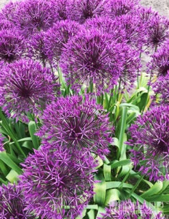 Menu All Spring Blooms Of Fragrant And Cut Flowers -Holland Bulb Farms 81119 purple sensation allium 1