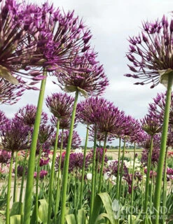 Menu Big And Sensational Allium Collection 17 Menu Big And Sensational Allium Collection -Holland Bulb Farms 81119 purple sensation allium 2 3