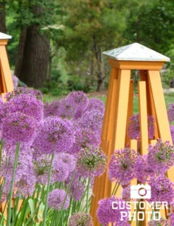 Menu Big And Sensational Allium Collection 20 Menu Big And Sensational Allium Collection -Holland Bulb Farms 81119 purple sensation allium 3 3