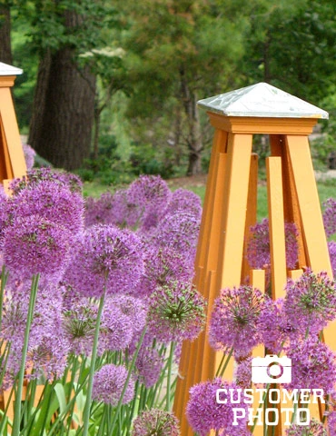 Menu Big And Sensational Allium Collection 8 Menu Big And Sensational Allium Collection - Image 6