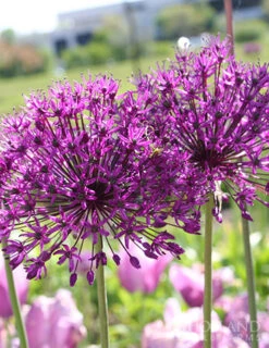 Menu 90 Days Of Spring Flowers Garden Kit -Holland Bulb Farms 81119 purple sensation allium 4 4