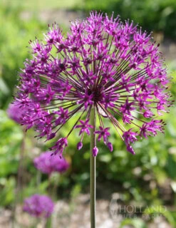 Menu Simple Spring Flowers Garden Collection 21 Menu Simple Spring Flowers Garden Collection -Holland Bulb Farms 81119 purple sensation allium 6 2