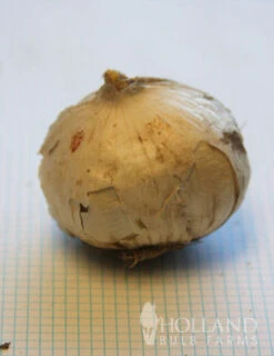 Menu 90 Days Of Spring Flowers Garden Kit -Holland Bulb Farms 81119 purple sensation allium 7 4