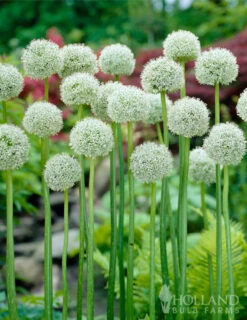Menu Late Spring Spectacular Garden -Holland Bulb Farms 81120 giant white allium 2