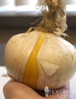 Menu Late Spring Spectacular Garden -Holland Bulb Farms 81120 giant white allium 3