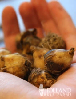 Menu Beautiful Mix Of Allium Collection -Holland Bulb Farms 81121 blue allium 2