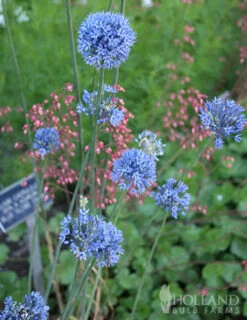 Menu Blue Blooms In Spring Collection 26 Menu Blue Blooms In Spring Collection -Holland Bulb Farms 81121 blue allium 3 1