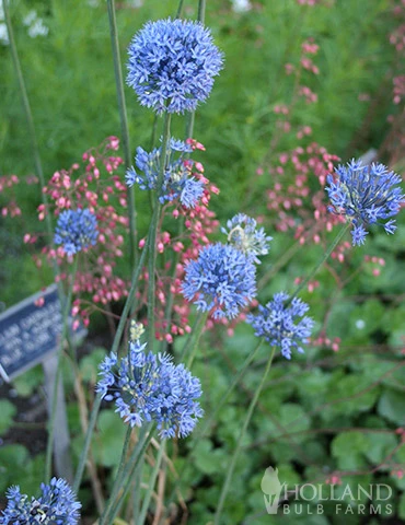 Menu Blue Blooms In Spring Collection 11 Menu Blue Blooms In Spring Collection - Image 9