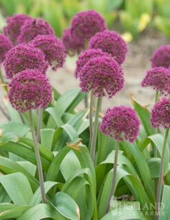Menu Big And Sensational Allium Collection 24 Menu Big And Sensational Allium Collection -Holland Bulb Farms 81123 ostara allium 3 1