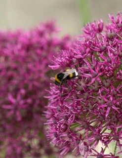 Menu Big And Sensational Allium Collection 27 Menu Big And Sensational Allium Collection -Holland Bulb Farms 81123 ostara allium 4 1