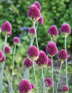 Menu Prime Fall Flower Bulb Garden -Holland Bulb Farms 81124 drumstick allium 10