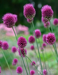 Menu Prime Fall Flower Bulb Garden -Holland Bulb Farms 81124 drumstick allium 12