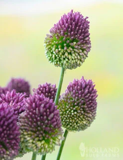 Menu Prime Fall Flower Bulb Garden -Holland Bulb Farms 81124 drumstick allium 14