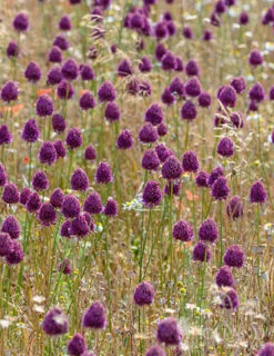 Menu Prime Fall Flower Bulb Garden -Holland Bulb Farms 81124 drumstick allium 15