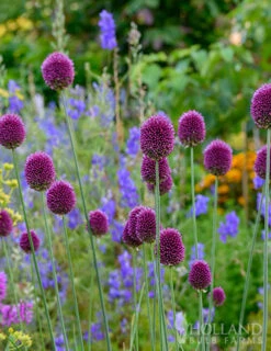 Menu Prime Fall Flower Bulb Garden -Holland Bulb Farms 81124 drumstick allium 17