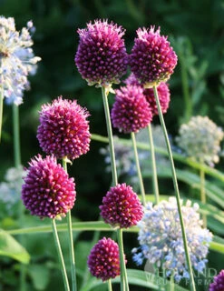 Menu Prime Fall Flower Bulb Garden -Holland Bulb Farms 81124 drumstick allium 2