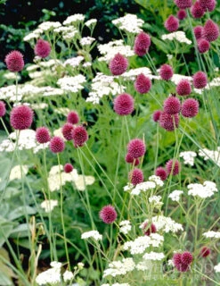 Menu Prime Fall Flower Bulb Garden -Holland Bulb Farms 81124 drumstick allium 8