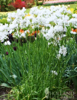 Menu Late Spring Blooms Collection -Holland Bulb Farms 81125 white neapolitanum allium 2