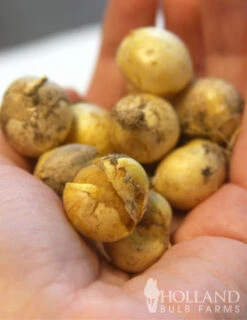 Menu Late Spring Blooms Collection -Holland Bulb Farms 81125 white neapolitanum allium 3