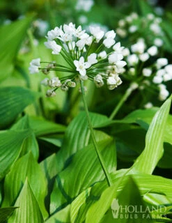 Menu Late Spring Blooms Collection -Holland Bulb Farms 81125 white neapolitanum allium 4