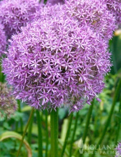 Menu Late Spring Spectacular Garden -Holland Bulb Farms 81127 giant allium 2