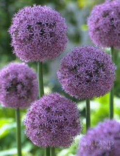 Menu Late Spring Spectacular Garden -Holland Bulb Farms 81127 giant allium