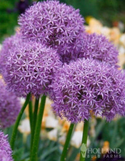 Menu Late Spring Spectacular Garden -Holland Bulb Farms 81127 giant allium 3