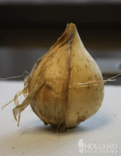 Menu Late Spring Spectacular Garden -Holland Bulb Farms 81127 giant allium 4