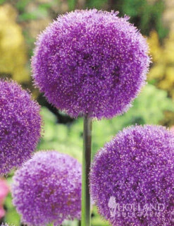 Menu Colossal Allium Collection -Holland Bulb Farms 81128 colossal allium 2